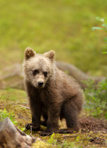 Close up of a cute Eurasian Brown bear cub in a forest stock photo
