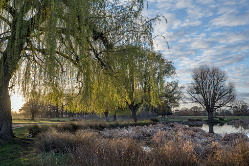 Weeping Willow tree in the springtime catches the light of the  morning sunrise