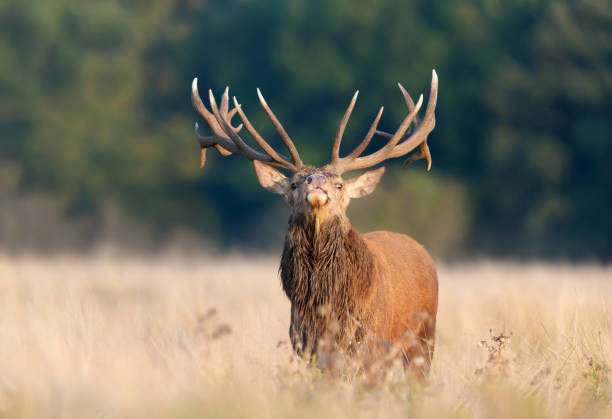 istock Red deer stag during rutting season in autumn 1477528290