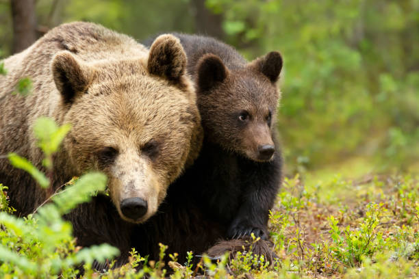 istock Mama bear and her cute cub in a forest 1477528343