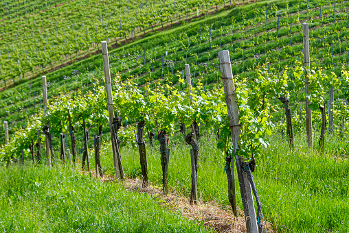 Vineyard with a Lake in Background on a Clear Early Autumn Day. Fingers Lakes, Upstate New York.