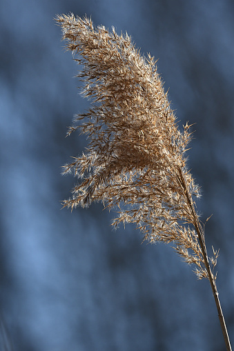 Seedhead of common reed (Phragmites australis) in winter sunlight on breezy day in Connecticut. A non-native invasive plant in this location.