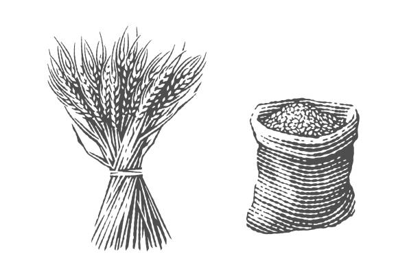 słód w worku jutowym i snopie pszenicy. - mąka stock illustrations