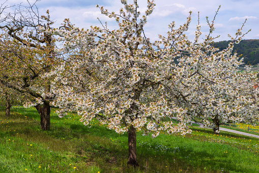 Cherry trees in full bloom near Pretzfeld - Germany in Franconian Switzerland