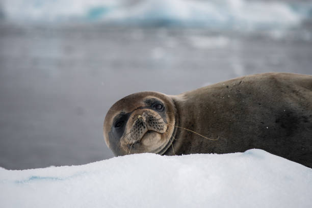 istock Antarctic fur seal lying on an iceberg 1477535362