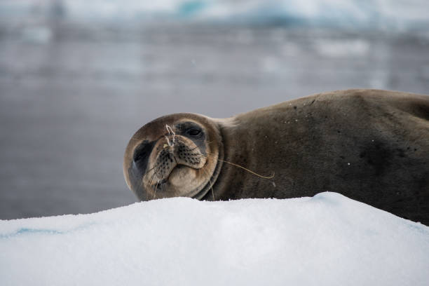 istock Antarctic fur seal sneazing 1477535378
