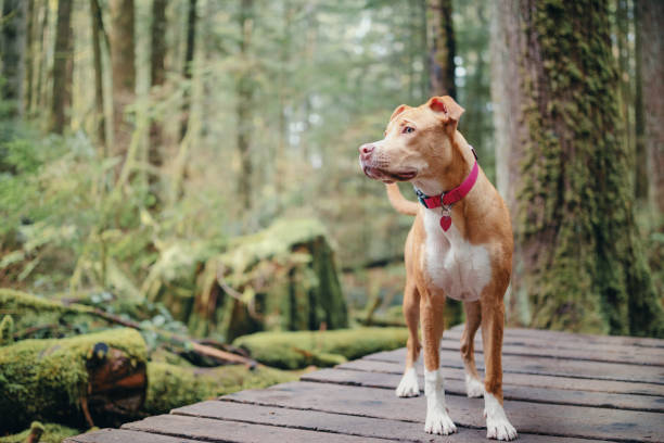 Large dog standing in forest on boardwalk hiking trail while looking at something. Front view puppy dog enjoying nature walk in the park. 6 month old, female Boxer Pitbull mix dog. Selective focus. pacific northwest region stock pictures, royalty-free photos & images