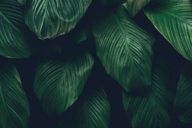 istock Nature leaves, green tropical forest, backgound illustration concept 1477535729