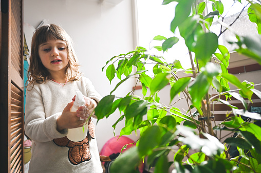 little girl watering a house plant with spray bottle.