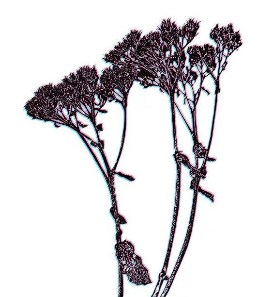 Vector illustration of Dried, dead flowers  with Glitch Technique