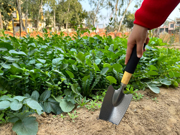 imagem em close-up de pessoa irreconhecível usando espátula de jardim com lâmina de aço carbono e cabo de madeira com pega de borracha, escavação no solo de horta de rabanetes, colheita e capina, foco em primeiro plano, conceito de jardinagem - vegetable garden vegetable high angle view weeding - fotografias e filmes do acervo