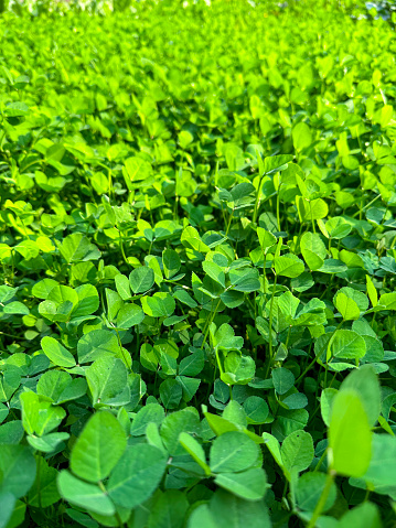 Stock photo showing close-up, elevated view of herb bed in vegetable garden planted with Fenugreek seedlings.