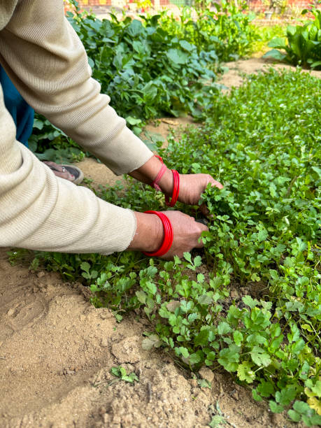 imagem de pessoa irreconhecível usando pulseiras de corda rakhi ao redor dos pulsos enquanto colhe coentros em um terreno de ervas de jardim, puxando plantas à mão, foco em primeiro plano, conceito de jardinagem - vegetable garden vegetable high angle view weeding - fotografias e filmes do acervo