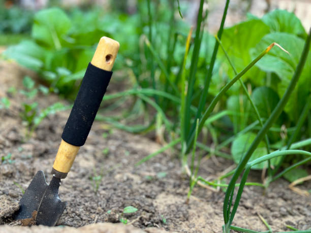 imagen en primer plano de la paleta de jardín con hoja de acero al carbono y mango de madera con agarre de goma pegado en el suelo de la parcela vegetal de cebolletas y rábanos, cosecha y deshierbe, enfoque en primer plano, concepto de jardinería - vegetable garden vegetable high angle view weeding fotografías e imágenes de stock