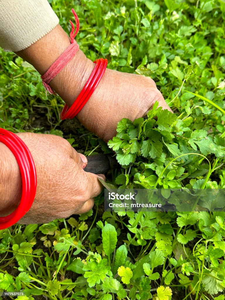 Full frame image of unrecognisable person wearing rakhi string bracelets around wrists whilst harvesting coriander in a garden herb plot, pulling up plants by hand, focus on foregroundfocus on foreground, gardening concept Stock photo showing close-up view of a vegetable herb plot being harvested for coriander from rows of plants in turned soil. Gardening concept. Adult Stock Photo