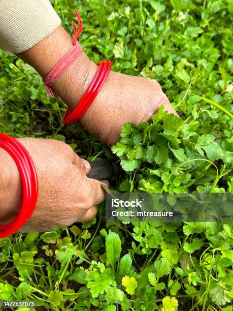 Full Frame Image Of Unrecognisable Person Wearing Rakhi String Bracelets Around Wrists Whilst Harvesting Coriander In A Garden Herb Plot Pulling Up Plants By Hand Focus On Foregroundfocus On Foreground Gardening Concept Stock Photo - Download Image Now