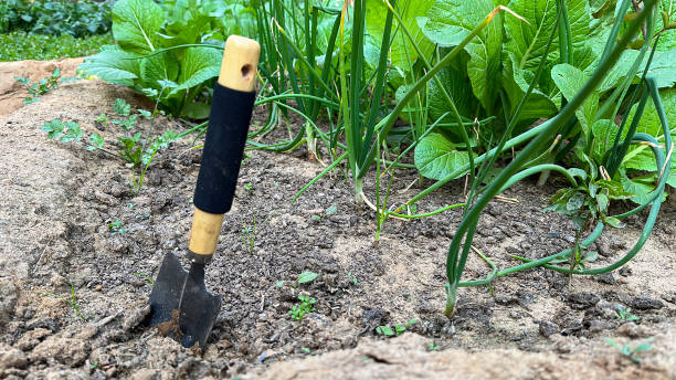 imagem de espátula de jardim com lâmina de aço carbono e cabo de madeira com pega de borracha presa no solo de hortaliças de cebolinha e rabanete, colheita e capina, foco em primeiro plano, conceito de jardinagem - vegetable garden vegetable high angle view weeding - fotografias e filmes do acervo