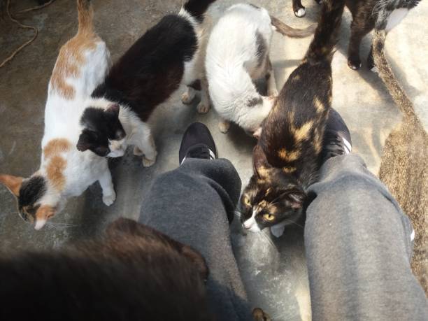 istock Cats in PAWS center 1477537089