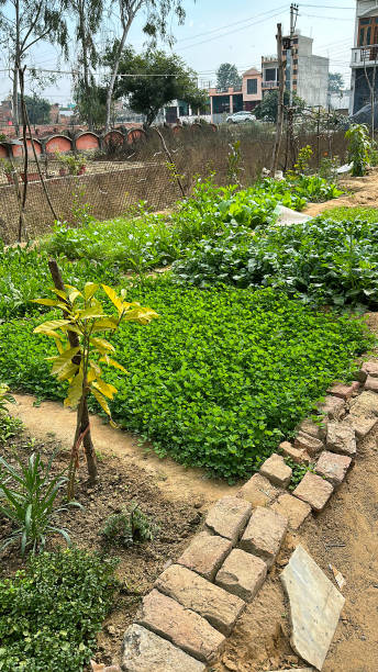 大根とハーブを植えたレンガの縁取りを持つ野菜ベッドを持つ庭の割り当て区画の画像、背景に金網のフェンス、前景に焦点を当て、高い景色、ガーデニングのコンセプト - vegetable garden vegetable high angle view weeding ストックフォトと画像