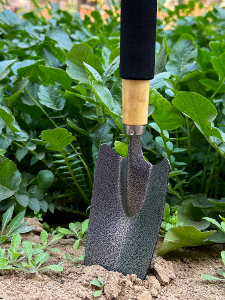 imagem em close-up da espátula de jardim com lâmina de aço carbono e cabo de madeira com pega de borracha presa no solo da horta de rabanetes, colheita e capina, foco em primeiro plano, conceito de jardinagem - vegetable garden vegetable high angle view weeding - fotografias e filmes do acervo