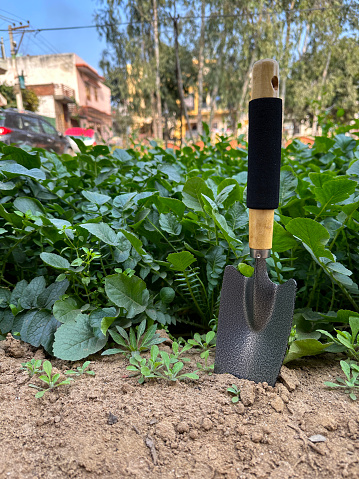 Stock photo showing close-up view of a hand trowel with a carbon steel blade and wooden handle with rubber grip, pictured in the soil of a vegetable garden plot besides a row of radishes, ready for an afternoon of harvesting and weeding. Gardening concept.