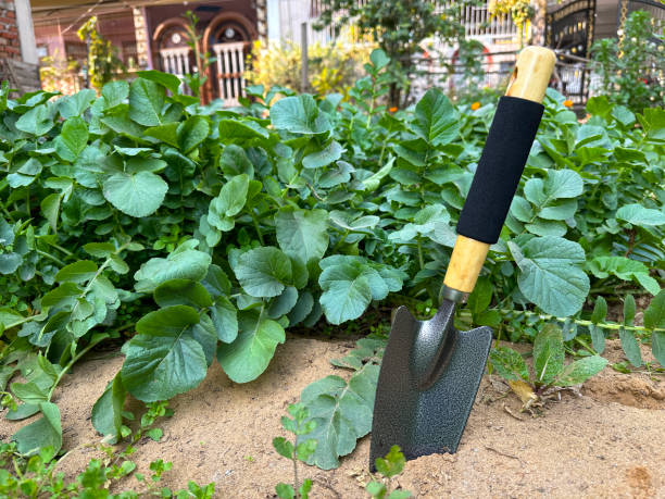 imagen en primer plano de la paleta de jardín con hoja de acero al carbono y mango de madera con agarre de goma pegado en el suelo de la parcela vegetal de rábanos, cosecha y deshierbe, enfoque en primer plano, concepto de jardinería - vegetable garden vegetable high angle view weeding fotografías e imágenes de stock