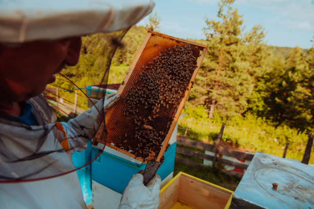 istock Beekeeper checking honey on the beehive frame in the field. Small business owner on apiary. Natural healthy food produceris working with bees and beehives on the apiary. 1477537148