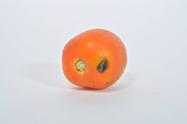 istock tomatoes are not fresh and starting to rot isolated on white background 1477538117