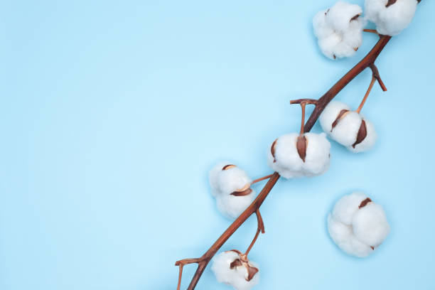 istock Coton Flower on delicate blue background, natural creative concept 1477538140