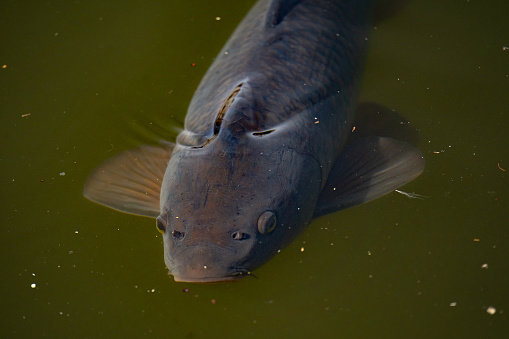 carp emerging out of the water