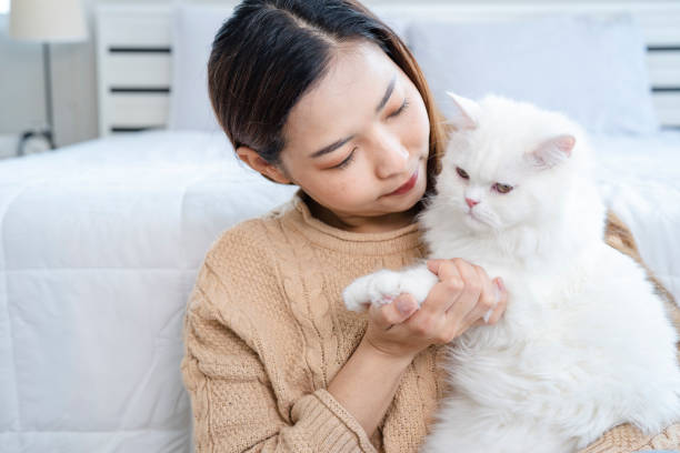 istock Owner holding cat's hand  looking him with love. 1477539682