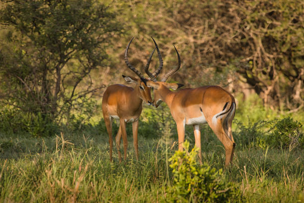 istock Two young gazelles make an exhibition fight 1477540021