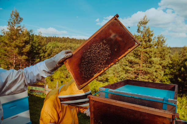 istock Beekeepers checking honey on the beehive frame in the field. Small business owners on apiary. Natural healthy food produceris working with bees and beehives on the apiary. 1477540188
