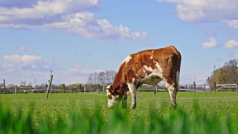 Carefree Cow Grazing on Green Pasture During Daytime