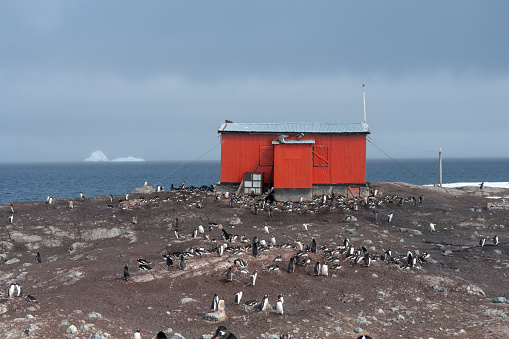 A red hut, likely a base, with a colony of penguins in Antarctica, by the coast.