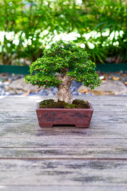 Wrightia Religious bonsai stock photo