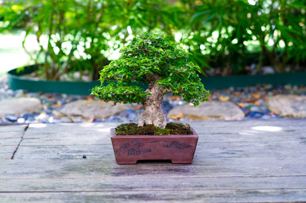 Wrightia Religious bonsai stock photo