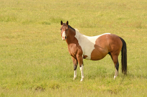 Very pregnant American Paint mare horse on a cattle ranch in the Umpqua Valley near Roseburg Oregon