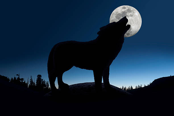 istock Silhouette of a wolf howling at the full moon 147754415