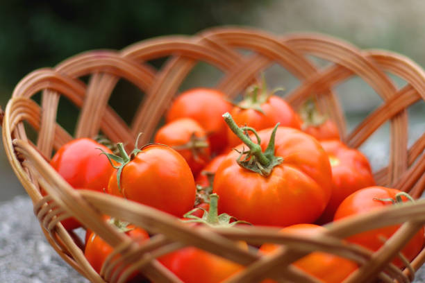 istock Basket of Tomatoes 1477544936