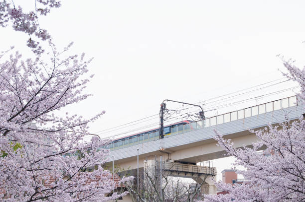 istock Cherry Blossoms in Spring and Subway Trains 1477545030