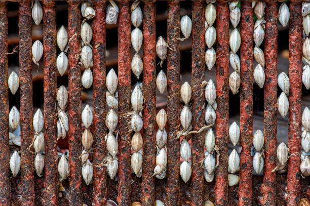 Seashells stuck in the grate