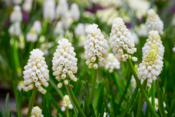 istock Muscari aucheri White magic ( Grape Hyacinth ). 1477548080