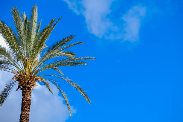 istock Tall green palm tree over blue sunny sky with big couds. 1477549568