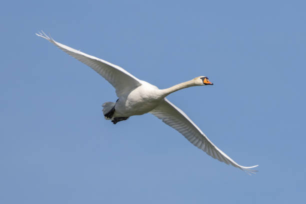 Mute swan, Cygnus olor flying over a lake in the English Garden in Munich, Germany stock photo