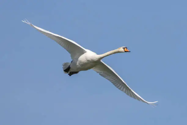 The Mute swan, Cygnus olor is a species of swan and a member of the waterfowl family Anatidae. Here flying over a lake in the English Garden in Munich, Germany