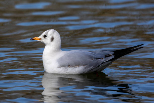 istock The European Herring Gull, Larus argentatus is a large gull 1477549844