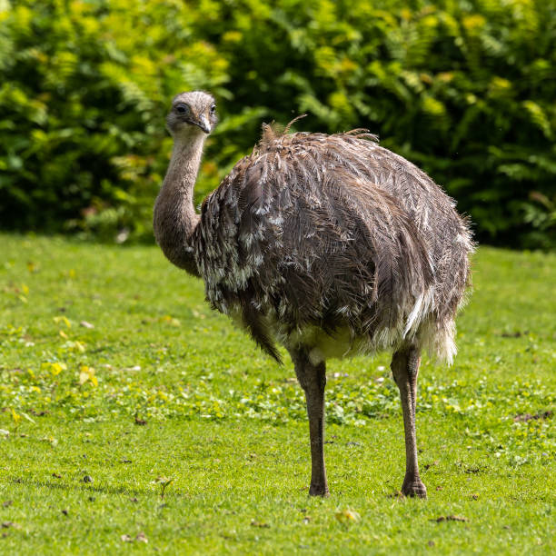 istock Darwin's rhea, Rhea pennata also known as the lesser rhea. 1477550001
