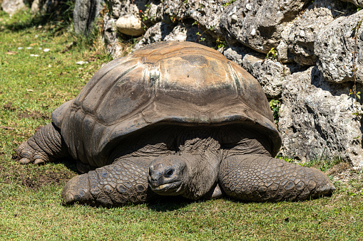 Group of baby Aldabra giant tortoise (Aldabrachelys gigantea) on green lawn grass. It is one of the largest tortoises in the world. The species is endemic to the Seychelles Atoll.