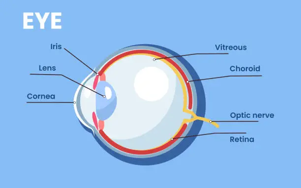 Vector illustration of eyes
